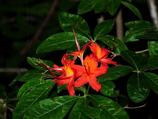 {Rhododendron cumberlandense}
